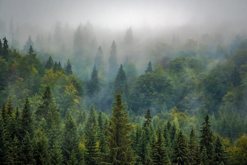 Pine Tree